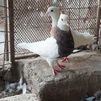 ۲ جفت طوقی هفترنگ کاکل عتیقه
