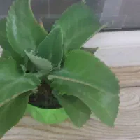 دیفن باخیا ودیفن تیکی|گل و گیاه طبیعی|هشتگرد, فاز ۷ مهستان|دیوار