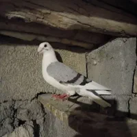 ابلاغ اصل پلاکی