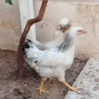 مرغ لهستانی|حیوانات مزرعه|شیراز, قلات|دیوار