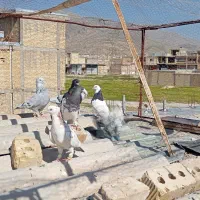 کبوتر|پرنده|شیراز, محمودآباد|دیوار
