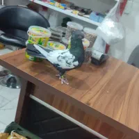 گفتر سینه
