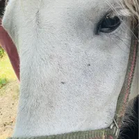 مادیان عرب کر