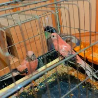 یک جفت نئو فوما رزبورک