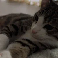 واگذاری گربه