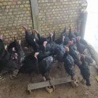 بوقلمون‌قرمزومشکی‌محلی،مرغ  محلی|حیوانات مزرعه|بوکان, |دیوار