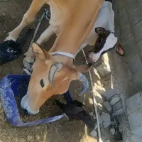 فوری فروش گاو وگوساله بخاطر نیاز مالی