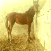 یک عددنریون فروشی