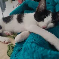 واگذاری|گربه|رشت, منظریه|دیوار