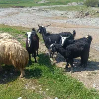 بز و بزغاله