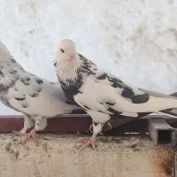 کبوتر|پرنده|کرج, کوی امامیه|دیوار