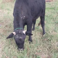 دوراس گوساله نر استثنایی سیمینتال و دورگ چالوسی|حیوانات مزرعه|کوچصفهان, |دیوار