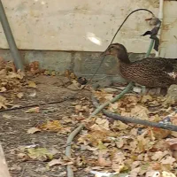 غاز|حیوانات مزرعه|محلات, |دیوار