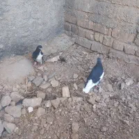 کیوتر|پرنده|مرودشت, فیروزی|دیوار