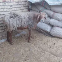 قوچ افغانی|حیوانات مزرعه|قزوین, |دیوار