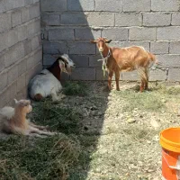 بز خانگی شیری