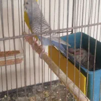 مرغ عشق با ۵عدد جوجه.|پرنده|اهواز, شهرک اکباتان|دیوار