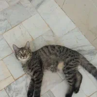 گربه نر