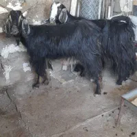 دو عدد بز|حیوانات مزرعه|شوشتر, |دیوار
