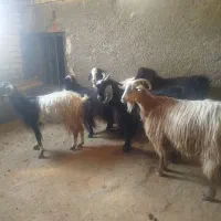 فروش دام