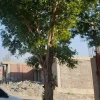 درخت برای فروش شماره تماس