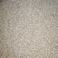 گندم کیسه ای53