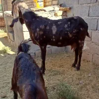 به نام خدا|حیوانات مزرعه|داراب, |دیوار