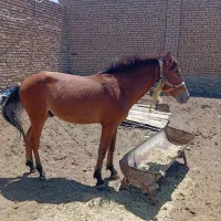 اسب|اسب و تجهیزات اسب‌سواری|ملک‌آباد, |دیوار