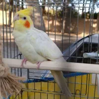 عروس هلندی لوتینو گمشده