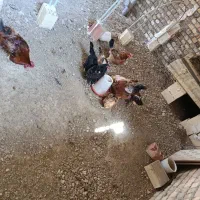 مرغ تخم گزار و خروس