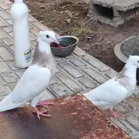 قروش کبوتر طوقی شازده ای درجه یک|پرنده|زرین دشت (فارس), |دیوار