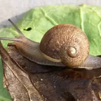 حلزون باغچه