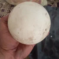 سنگ