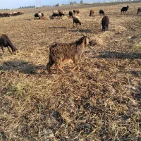 نر بزغاله فروشی