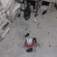 تخم مرغ وجوجه مرغ|حیوانات مزرعه|قم, بیانی|دیوار