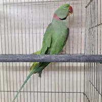 شاه طوطی نر بشرط نطفه|پرنده|ساری, |دیوار