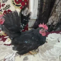 خروس جاپونیز جفت