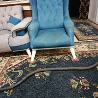 مبلمان|مبلمان خانگی و میز عسلی|گلبهار, شهر جدید گلبهار|دیوار