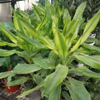 فروش انواع گل‌های بیرونی آپارتمانی گناوه