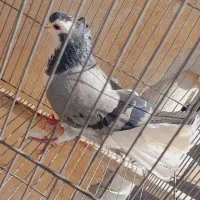 کفتر دمگیر ماده کاکلی|پرنده|اصفهان, شهرک کاوه|دیوار