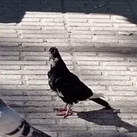 پلنگ|پرنده|کرمان, |دیوار