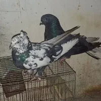 کبوتر|پرنده|داران, |دیوار