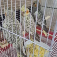 جوجه عروس هلندی نرمی خور