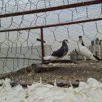 مسافت بلندکفتر مسابقه و ی جفت چپدم|پرنده|مشهد, کارده|دیوار