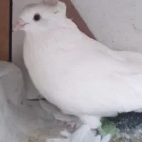 رواعب سفید|پرنده|قم, زاویه|دیوار