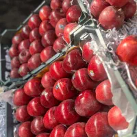 استخدام در سردخانه و گرم خانه میوه