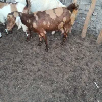 بز فروشی|حیوانات مزرعه|اسماعیلی, |دیوار