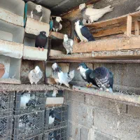 کبوتر.طوقی.زاغ‌.رنگی|پرنده|میناب, |دیوار