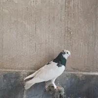 کبوتر تک پر