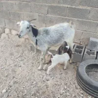 بزهاتازهزایدهجوانتمیز|حیوانات مزرعه|جم, |دیوار